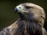 Golden Eagle, 4th Year Male, Scotland, UK Stampa fotografica di Niall Benvie Golden Eagle, 4th Year Male, Scotland, UK Stampa fotografica di Niall Benvie