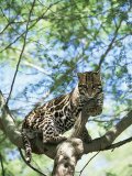 Ocelot in Tree Posters by Pete Oxford