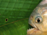 Piranha, Pantanal, Brazil Photo by Staffan Widstrand