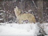 Portrait of Grey Wolf Howling in the Snow Photo by Lynn M. Stone