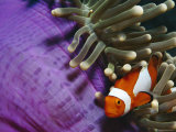 False Clown Anemonefish in Anemone Tentacles, Indo Pacific Posters by Jurgen Freund