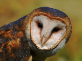 Barn Owl Portrait Posters by Lynn M. Stone