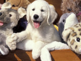 Golden Retriever Puppy with Toys Prints by Lynn M. Stone