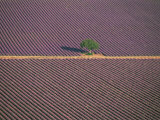 Aerial View of Tree in Lavender Field, Baronnies, Provence, France Posters by Jean E. Roche