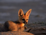 Cape Fox, Kalahari Gemsbok National Park, S Africa Posters par Tony Heald