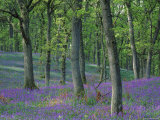 Bluebells Flowering in Oak Wood, Scotland, Peduncluate Oaks (Quercus Robur) Posters par Niall Benvie