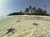 Three Seastars in Shallow Coastal Waters, Philippines, Split- Level Shot Prints by Jurgen Freund