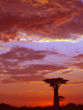 Baobab Silhouette at Sunset, Morondava, Madagascar Pósters por Pete Oxford