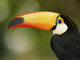 Toco Toucan, Close-Up of Beak, Brazil, South America Poster von Pete Oxford