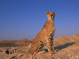 Cheetah, Tsaobis Leopard Park, Namibia Poster von Tony Heald