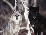 Grey Wolves Showing Fur Colour Variation, (Canis Lupus) Poster von Tom Vezo