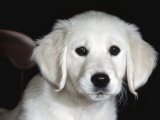 Golden Retriever Puppy Prints by Lynn M. Stone