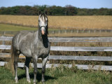 Lipizzaner Horse, Temple Farm, Wadsworth, Illinois, USA Prints by Lynn M. Stone