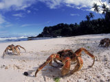 Coconut Crabs on Beach, Christmas Island Affiche par Jurgen Freund