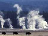 Landscape with Bison and Steam from Geysers, Yellowstone National Park, Wyoming Us Poster von Pete Cairns