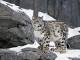 Juvenile Snow Leopard Poster von Lynn M. Stone