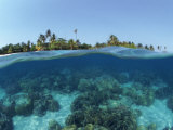 Split-Level Shot of Coral Reef and Shore, Phillippines Posters by Jurgen Freund