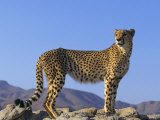 Portrait of Standing Cheetah, Tsaobis Leopard Park, Namibia Posters par Tony Heald