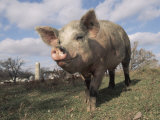 Domestic Pig (Mixed Breed) USA Posters par Lynn M. Stone