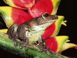 Tree Frog (Hyla Sp) Ecuadorian Amazon, South America Prints by Pete Oxford