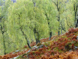 Native Birch Woodland in Autumn, Glenstrathfarrar Nnr, Scotland, UK Posters by Pete Cairns