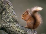 Red Squirrel, Angus, Scotland, UK Póster por Niall Benvie
