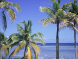 Coconut Palms on Beach, Tropical Island of Belize, Summer 1997 Poster von Phil Savoie