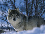 Grey Wolf Male in Snow, Norway Posters by Bernard Walton