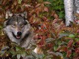 Grey Wolf Amongst Woodland Leaves, Minnesota, USA Posters by Lynn M. Stone