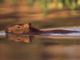 Capybara Swimming, Pantanal, Brazil Print by Pete Oxford