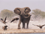 African Elephant, & Whitebacked Vultures by Waterhole, Etosha National Park, Namibia Prints by Tony Heald