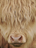 Face of Highland Catle, Scotland, UK Stampa fotografica di Niall Benvie Face of Highland Catle, Scotland, UK Stampa fotografica di Niall Benvie