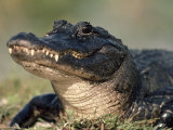 American Alligator Portrait, Florida, USA Affiche par Lynn M. Stone