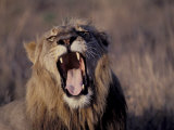 Male Lion Roaring (Panthera Leo) Kruger National Park South Africa Posters par Tony Heald