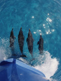 Atlantic Spotted Dolphins (Stenella Frontalis) Bowriding Bahamas Posters by Jurgen Freund