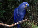 Hyacinth Macaw (Anodorhynchus Hyacinthinus) Prints by Lynn M. Stone