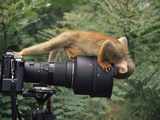 Squirrel Monkey, Investigates Camera, Amazonia, Ecuador Prints by Pete Oxford Squirrel Monkey, Investigates Camera, Amazonia, Ecuador Prints by Pete Oxford