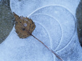 Birch Leaf Caught in Frozen Pond, Almer Lake, Bavaria, Germany Posters par Martin Gabriel