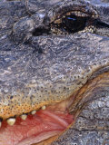 Close up of American Alligator Face (Alligator Mississippiensis) Pennsylvania, USA Posters by Niall Benvie