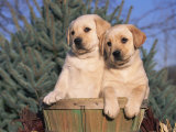 Golden Labrador Retriever Puppies, USA Posters by Lynn M. Stone