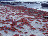 Masses of Christmas Island Red Crabs Spawning on the Beach Posters by Jurgen Freund