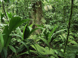 Tropical Rainforest Interior, Carara Natural Reserve, Costa Rica Posters av Juan Manuel Borrero