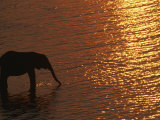 African Elephant, Drinking at Dusk, Chobe National Park, Botswana Posters by Pete Oxford