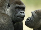 T.j. Rich - Two Western Lowland Gorillas Face to Face, UK - Posterler T.j. Rich - Two Western Lowland Gorillas Face to Face, UK - Posterler