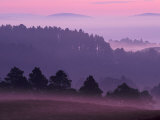 Scots Pine Forest in Dawn Mist Abernethy, Speyside, Scotland, UK Photographie par Niall Benvie