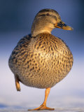 Mallard Female Duck Standing on One Leg on Ice, Highlands, Scotland, UK Photo by Pete Cairns