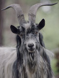 Feral Goat Male, Scotland Prints by Niall Benvie