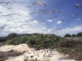 Tern Colony on Tubbataha Reef Philippines Affiches par Jurgen Freund