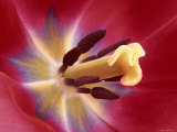 Tulip Flower (Cultivated Variety) Close-Up of Reproductive Parts Showing Stamens, Style and Stigma Prints by Ingo Arndt