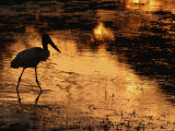 Silhouette of Jabiru Stork in Water, at Sunset, Pantanal, Brazil Affiches par Staffan Widstrand